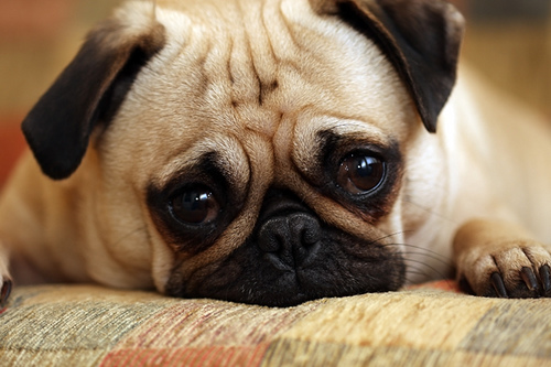 sad-pug